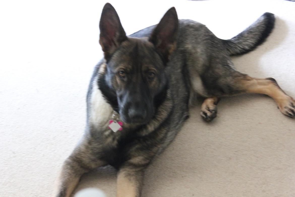 Schæferhund Freia billede 3