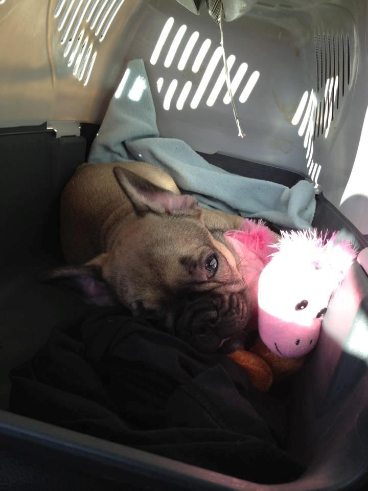 Fransk bulldog Fawn-Honey Allstars Dario aka Biggie billede 2