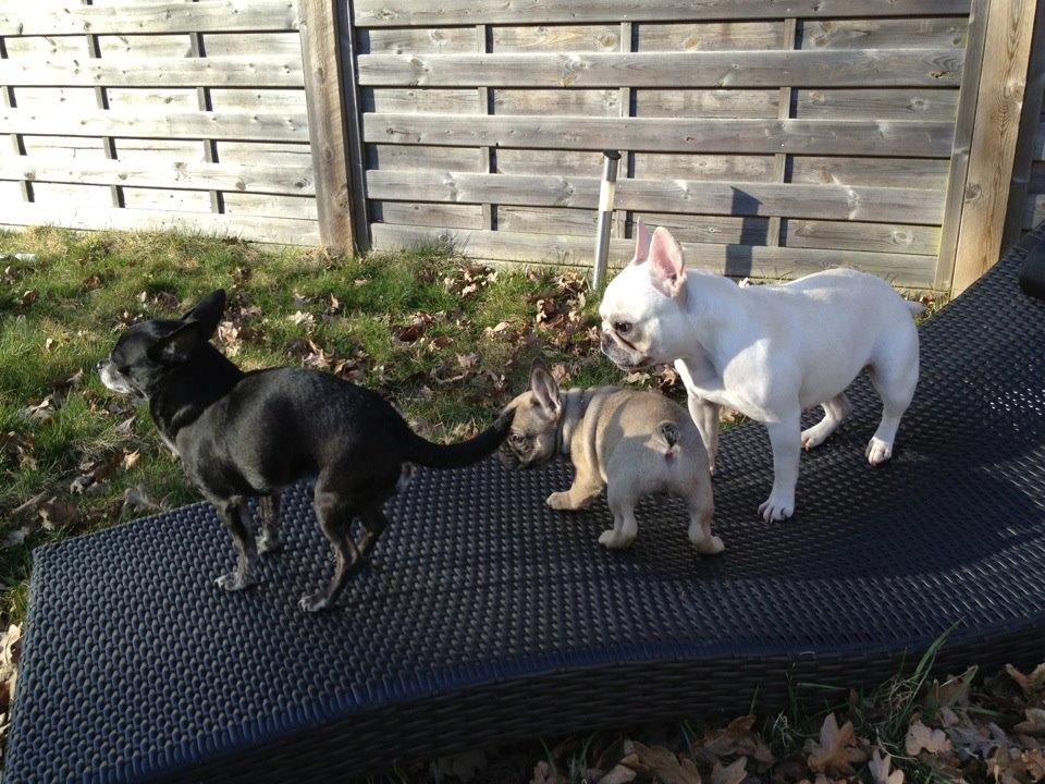 Fransk bulldog Fawn-Honey Allstars Dario aka Biggie billede 3