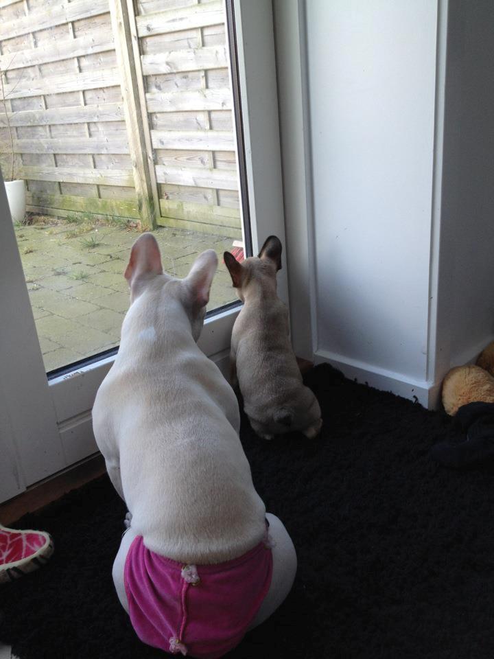 Fransk bulldog Fawn-Honey Allstars Dario aka Biggie billede 4