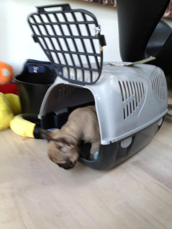 Fransk bulldog Fawn-Honey Allstars Dario aka Biggie billede 6