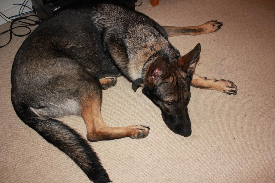 Schæferhund Freia billede 5