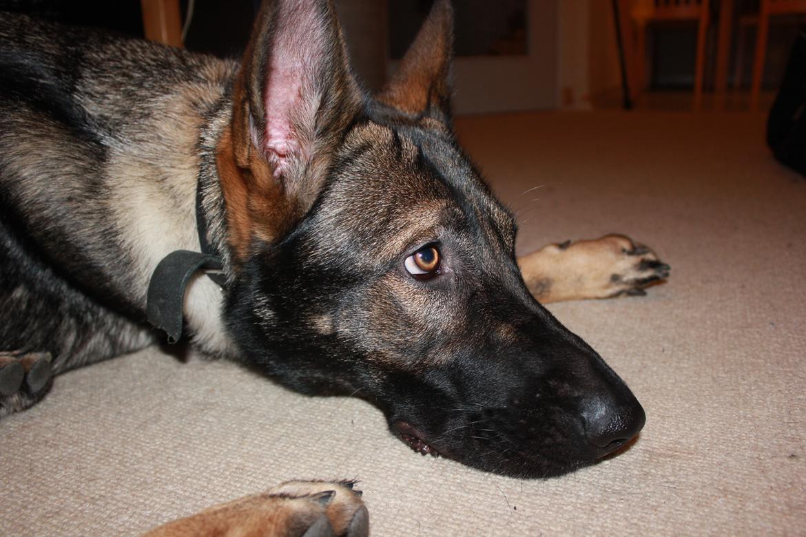 Schæferhund Freia billede 6