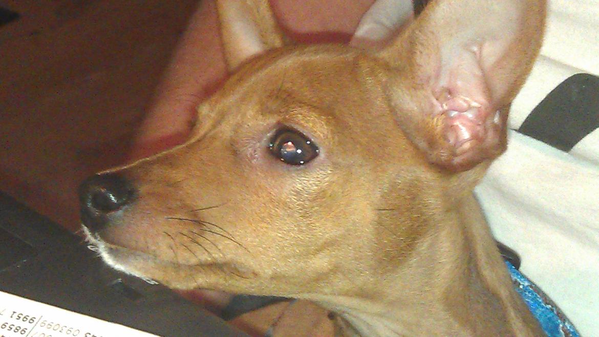 Dvaergpinscher Peanut billede 2