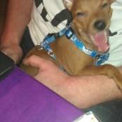 Dvaergpinscher Peanut billede 3