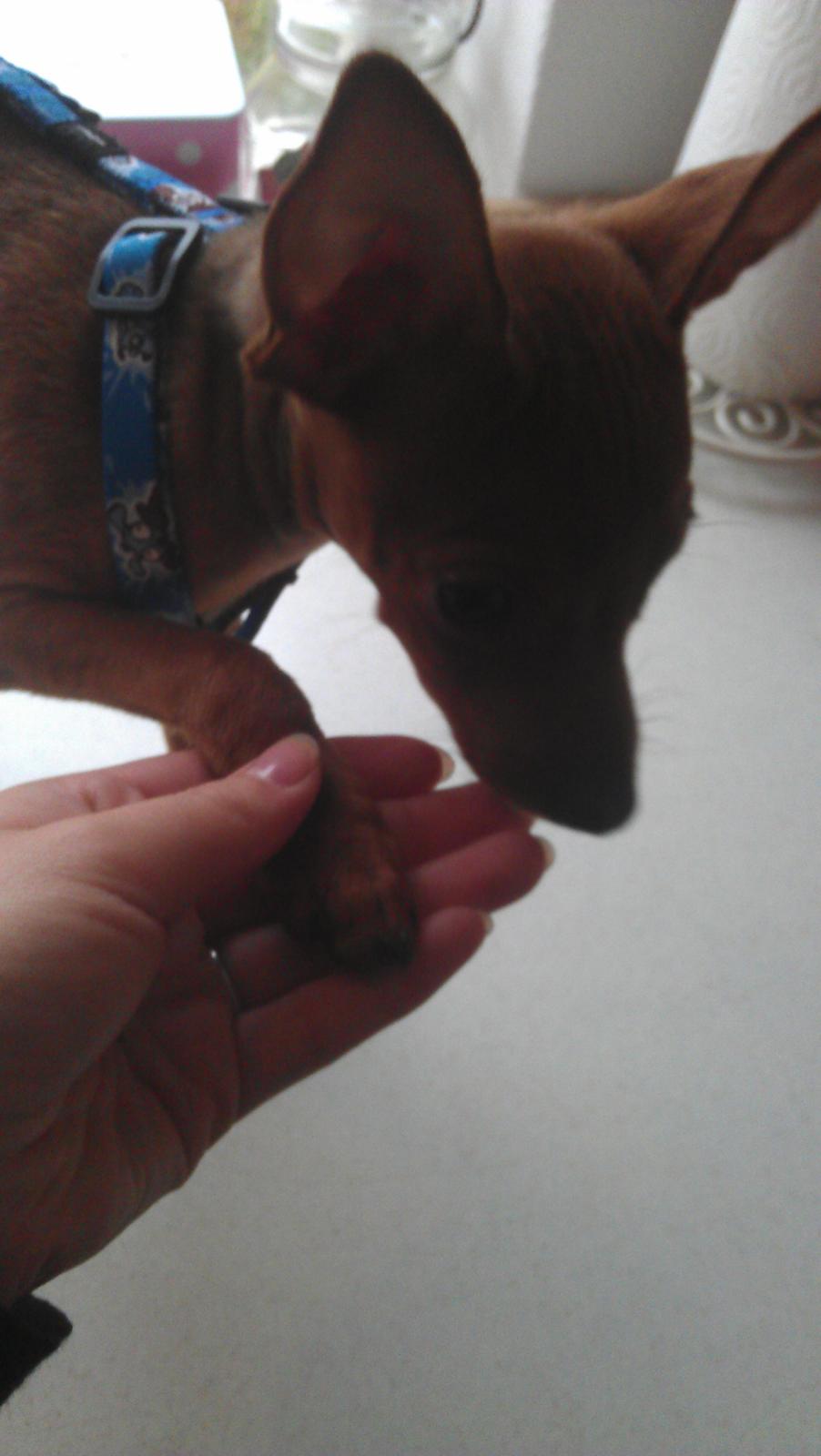 Dvaergpinscher Peanut billede 4