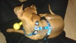 Dvaergpinscher Peanut billede 1