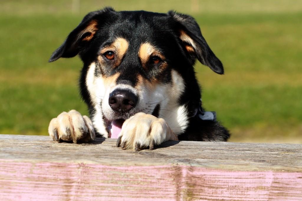 Blanding af racer Akeela - Billedet har min moar taget :) billede 26