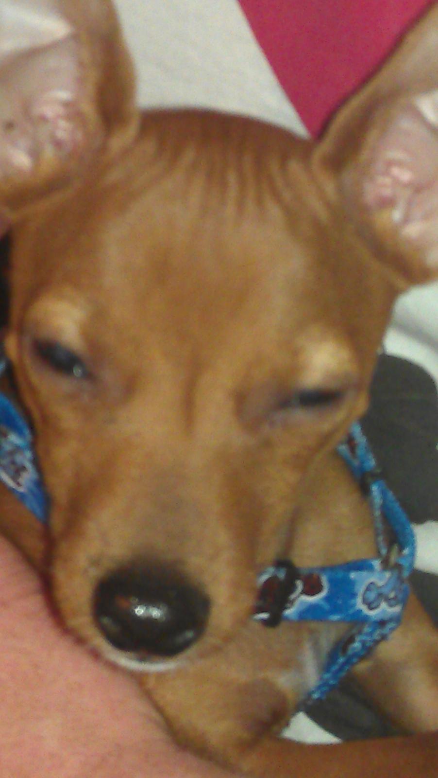 Dvaergpinscher Peanut billede 5