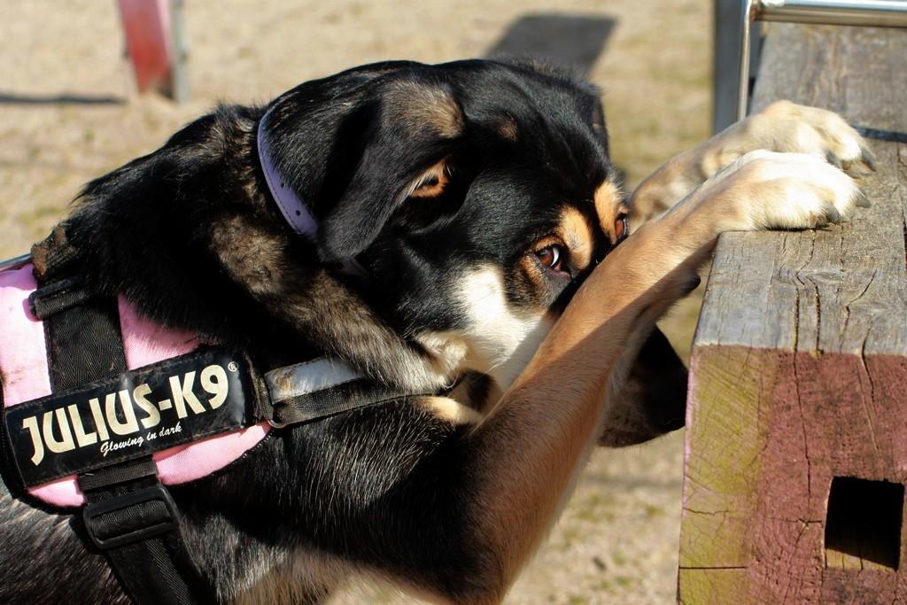 Blanding af racer Akeela - Akeela be'r på kommando.
Billedet er taget af mig :O) billede 28