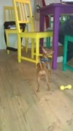 Dvaergpinscher Peanut billede 6