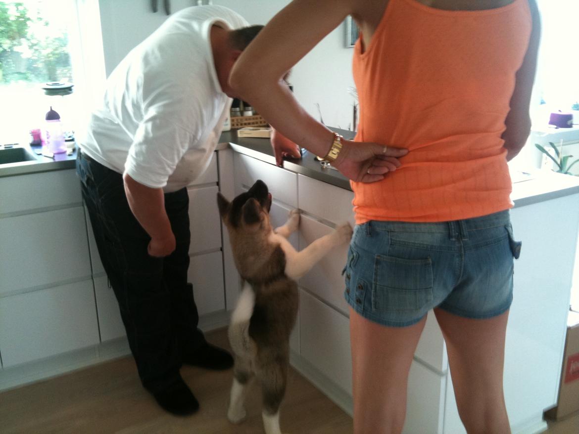 American Akita Mufti - Da hun var lille billede 2