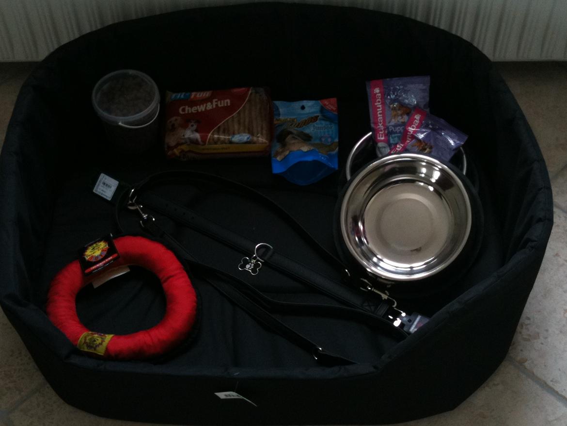 American Akita Mufti - Alt er klr til vores lille pige kommer billede 3