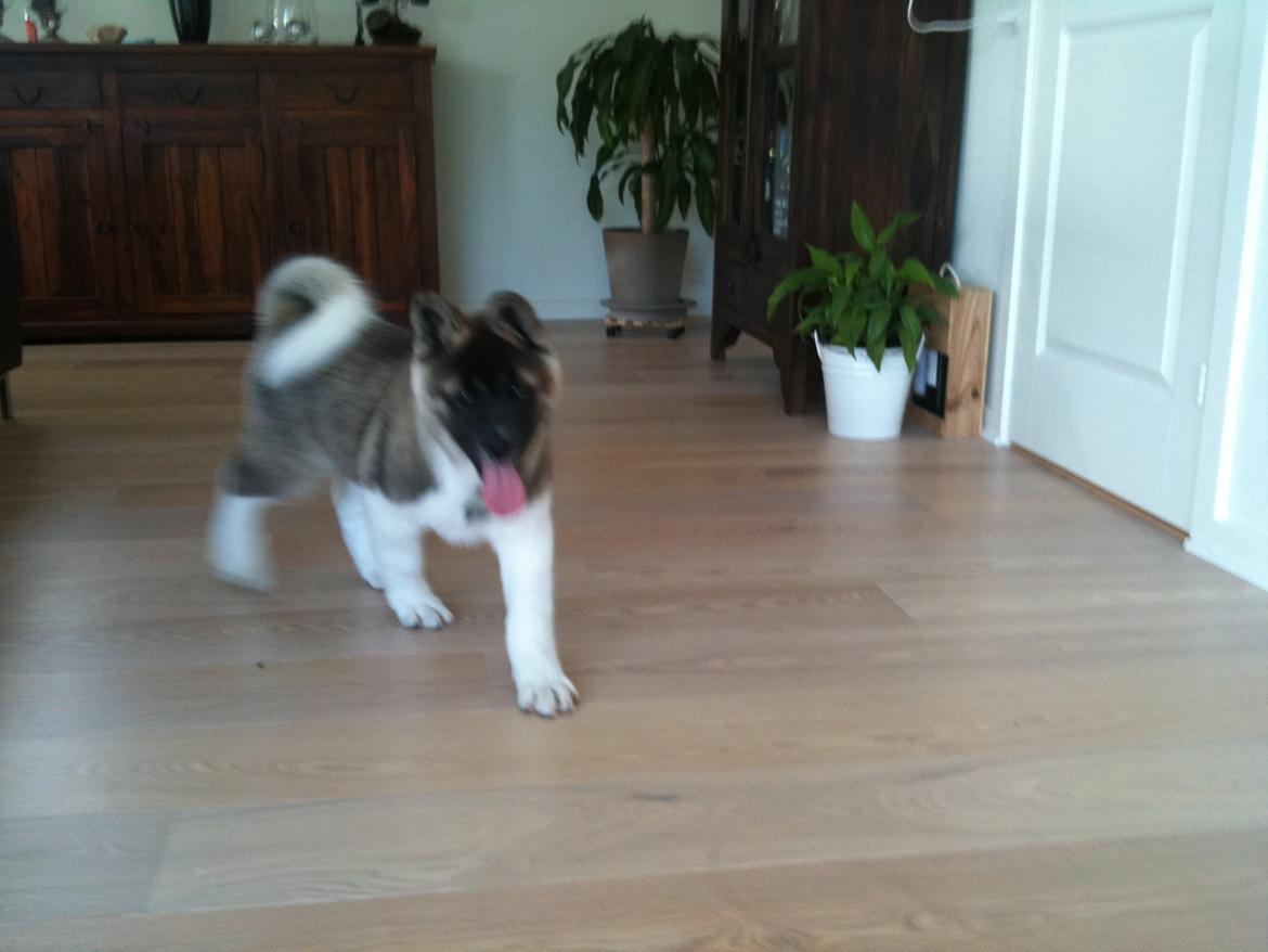 American Akita Mufti billede 4