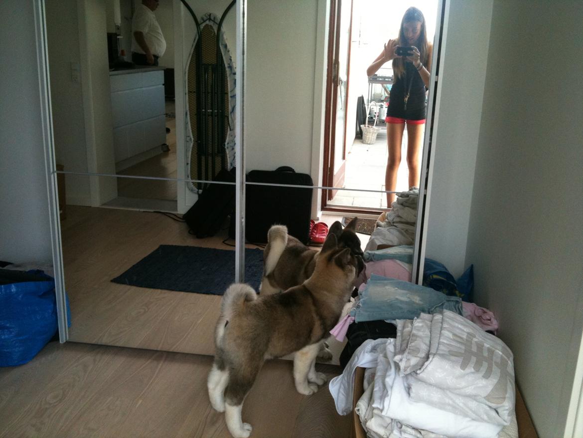 American Akita Mufti billede 5