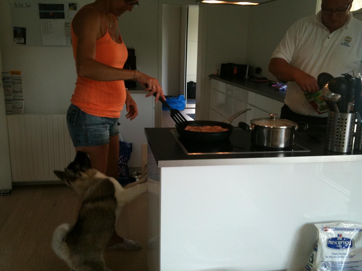 American Akita Mufti billede 6