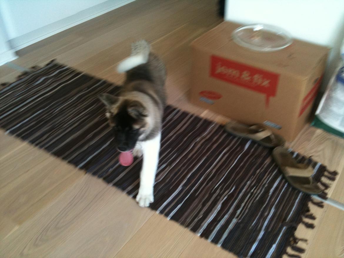 American Akita Mufti billede 7