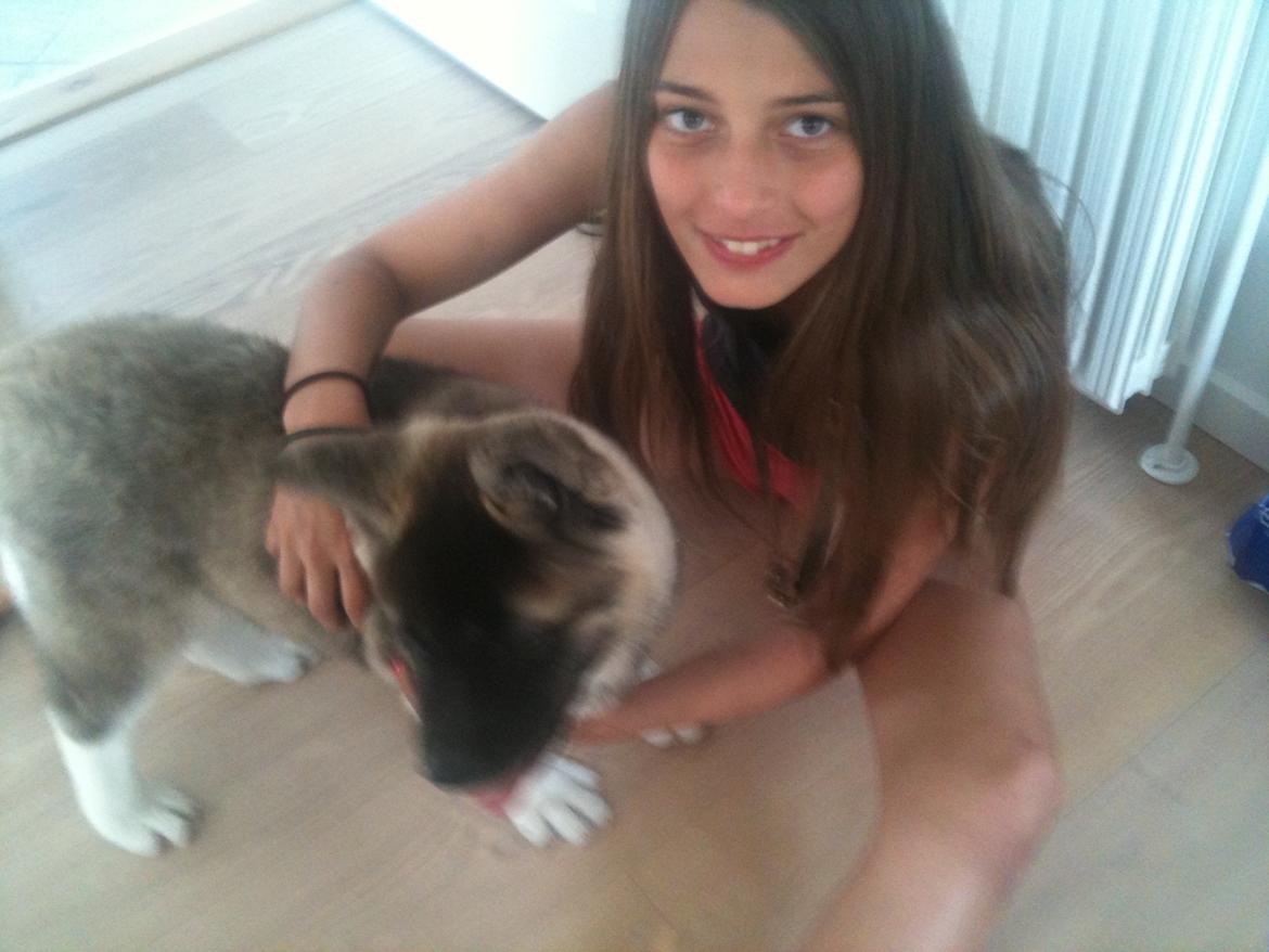 American Akita Mufti - Min søster sammen med mufti billede 8