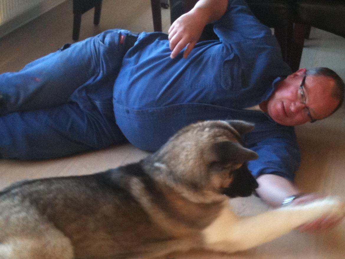 American Akita Mufti - Jaaa lege tid billede 9