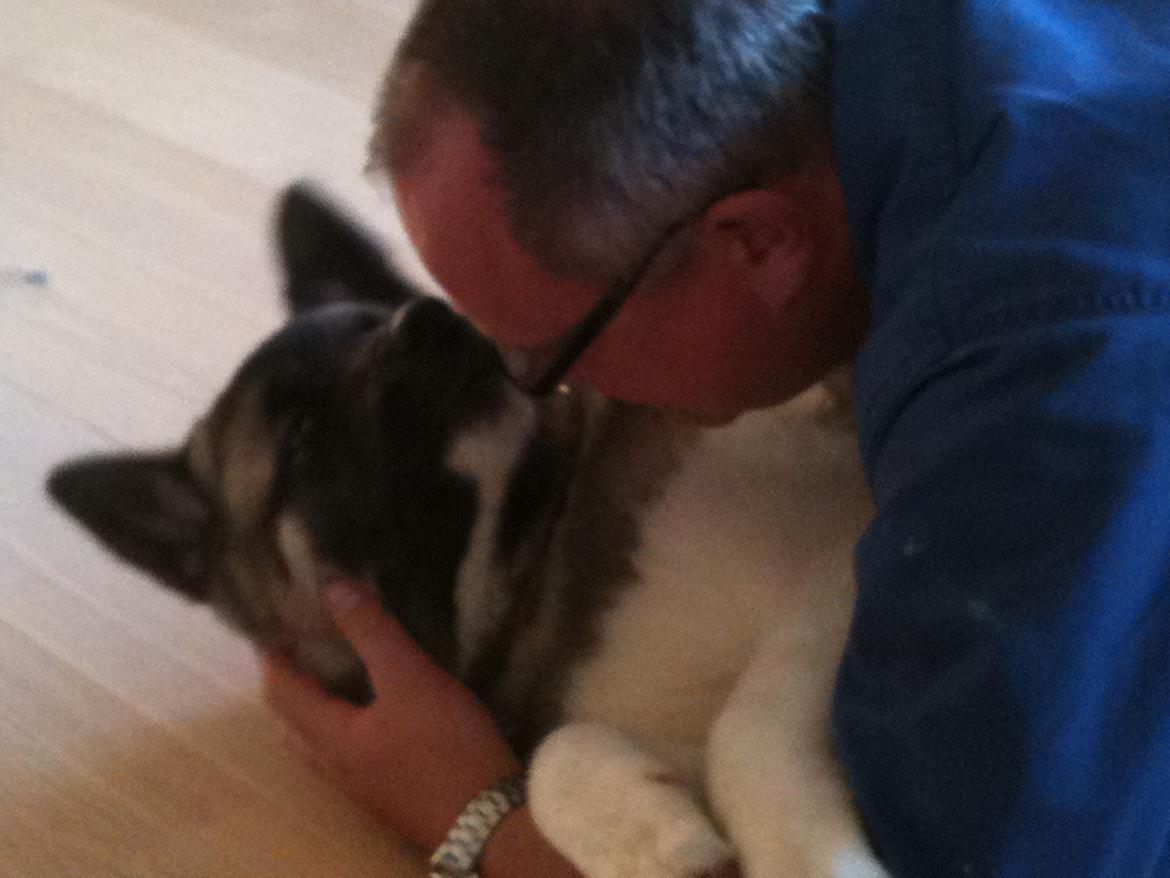 American Akita Mufti - okay okay jeg giver op billede 10