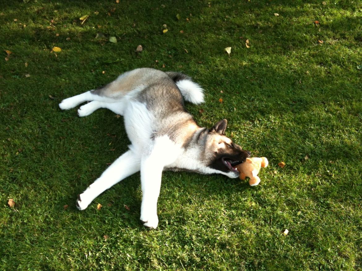 American Akita Mufti billede 11