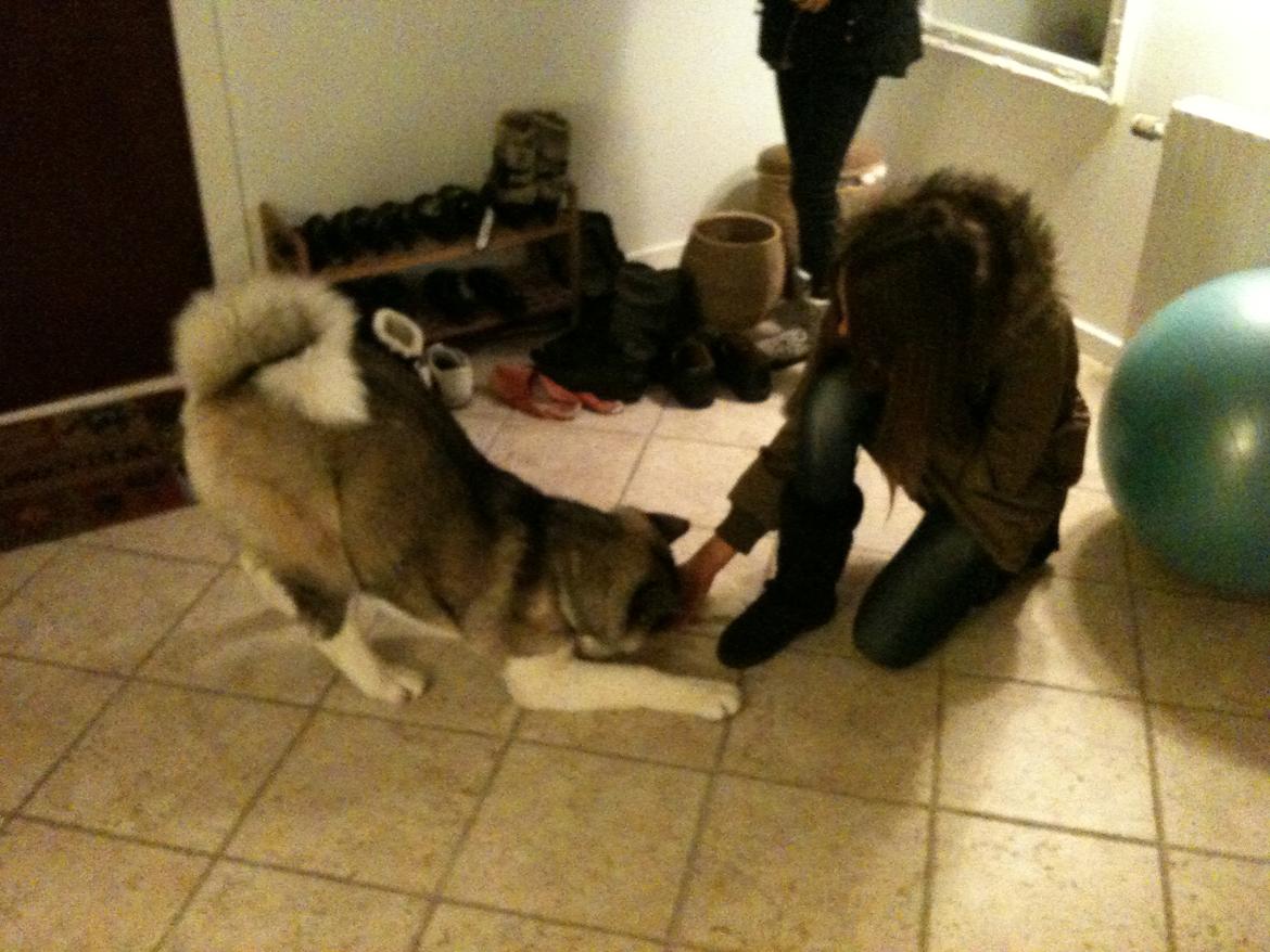 American Akita Mufti - Det trick har ik set før var:) billede 12