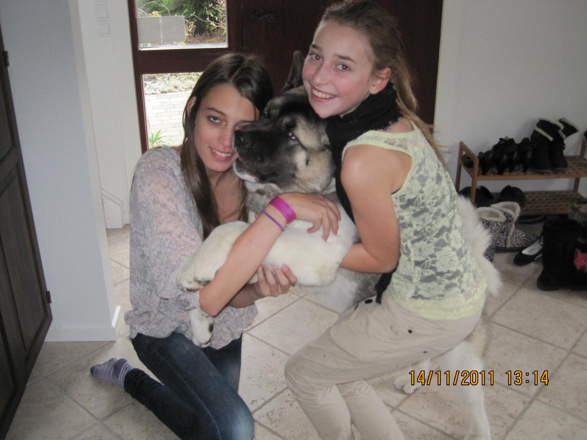 American Akita Mufti - :) billede 14