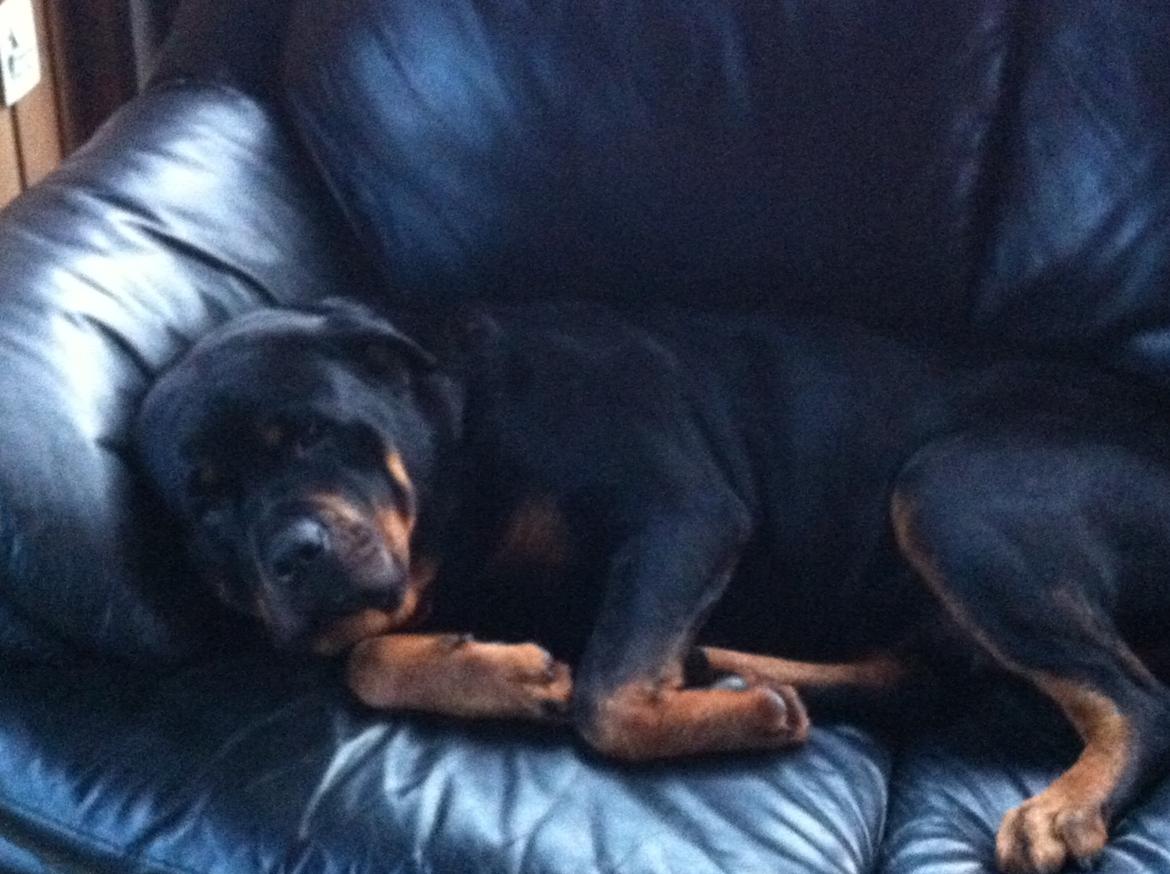 Rottweiler Berta - Sofatyven :) billede 4