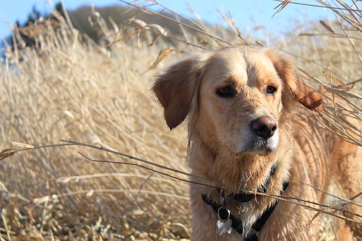 Golden retriever Sif billede 1