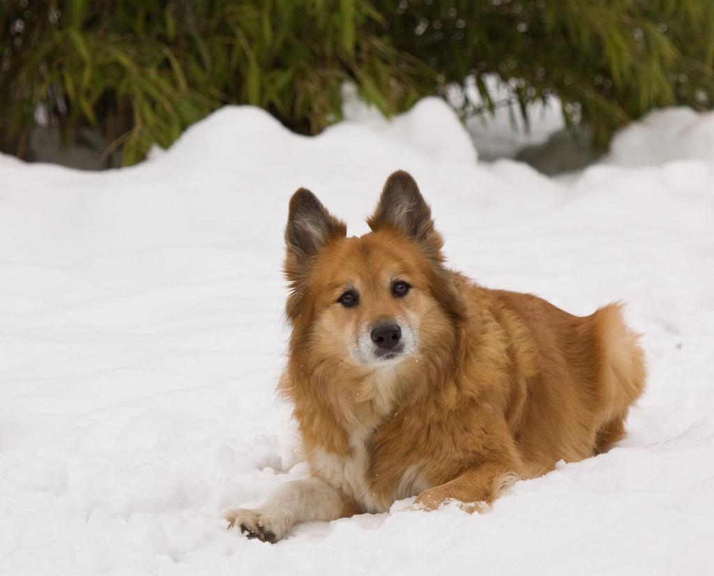 Islandsk fårehund Lucky billede 15