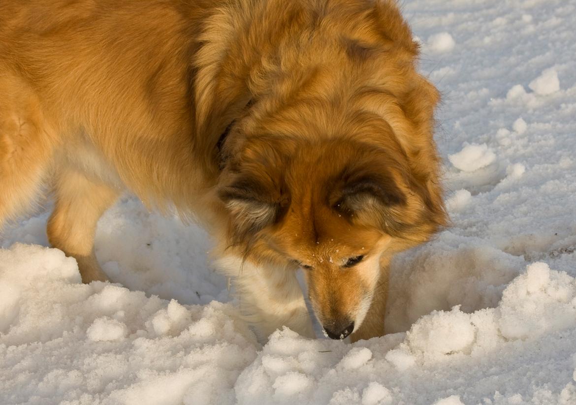 Islandsk fårehund Lucky - Mus tro jeg billede 16