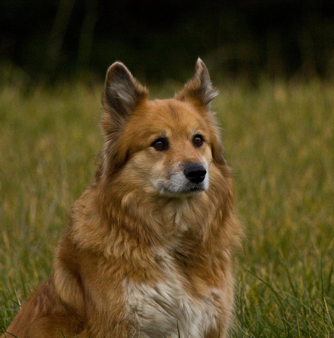 Islandsk fårehund Lucky billede 7