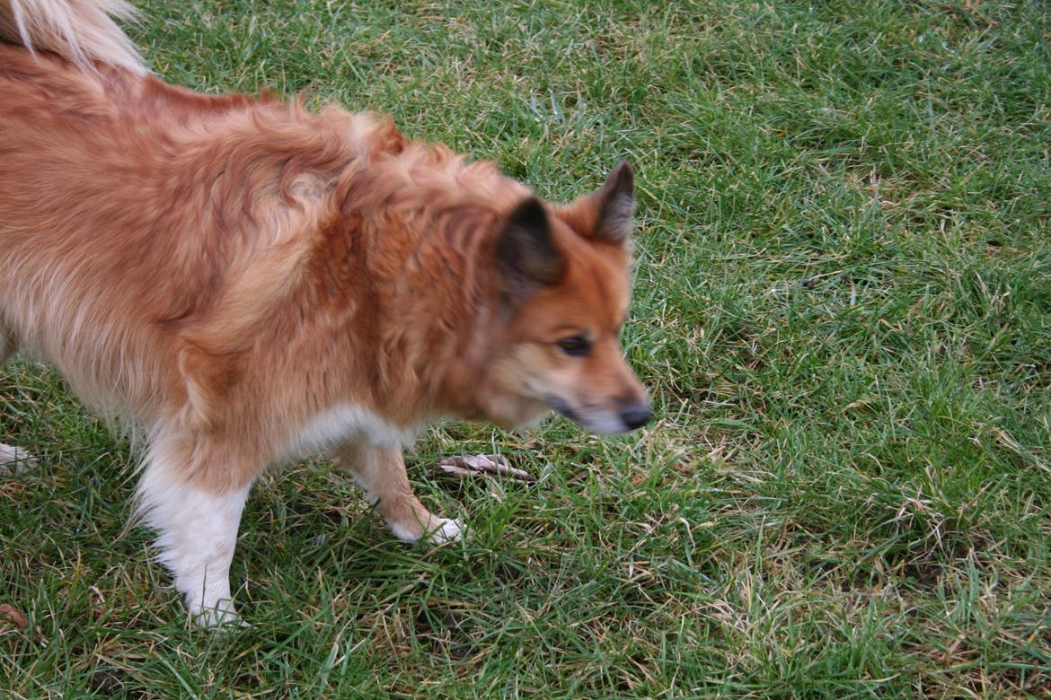 Islandsk fårehund Lucky billede 8