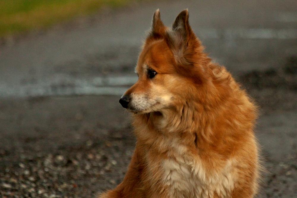 Islandsk fårehund Lucky billede 9