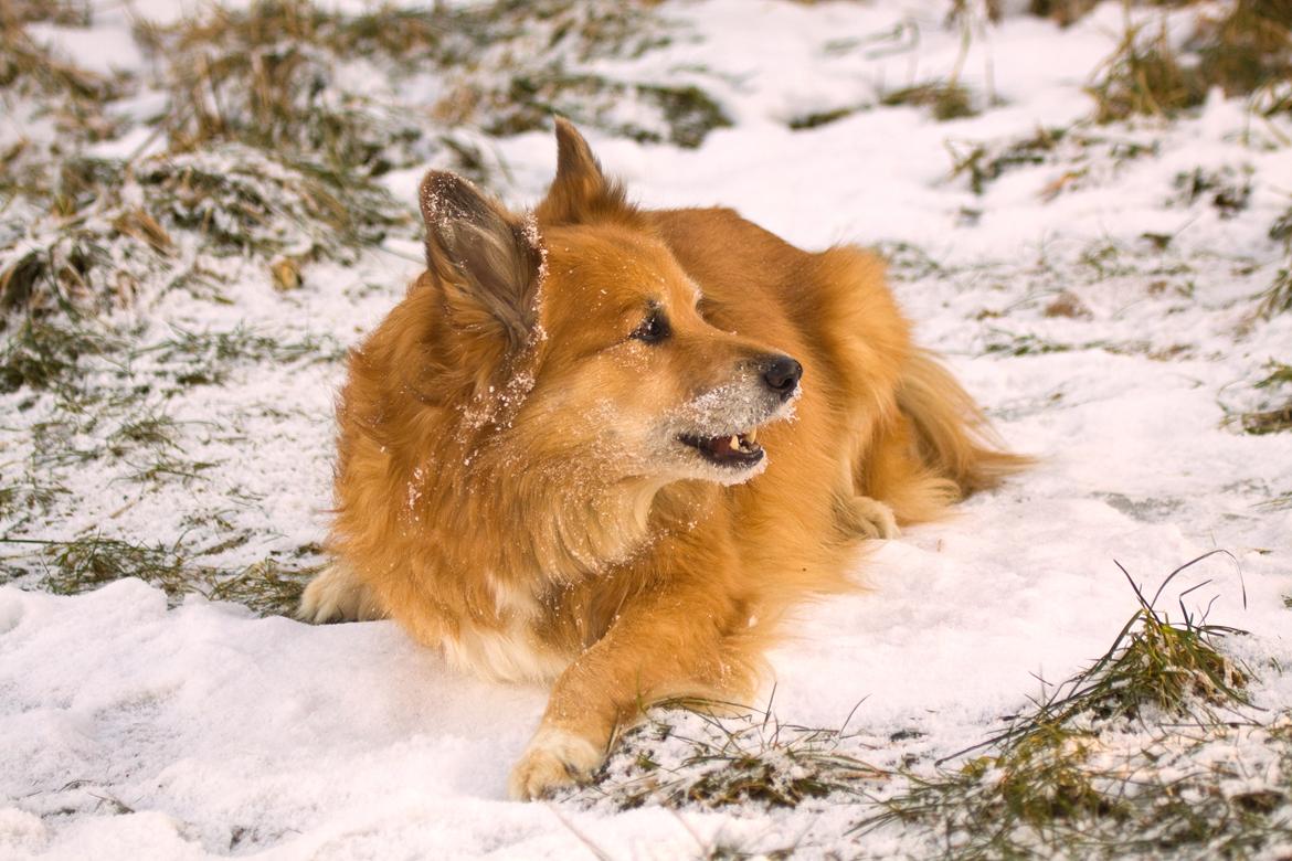 Islandsk fårehund Lucky - kom og se hvad jeg har fundet billede 10