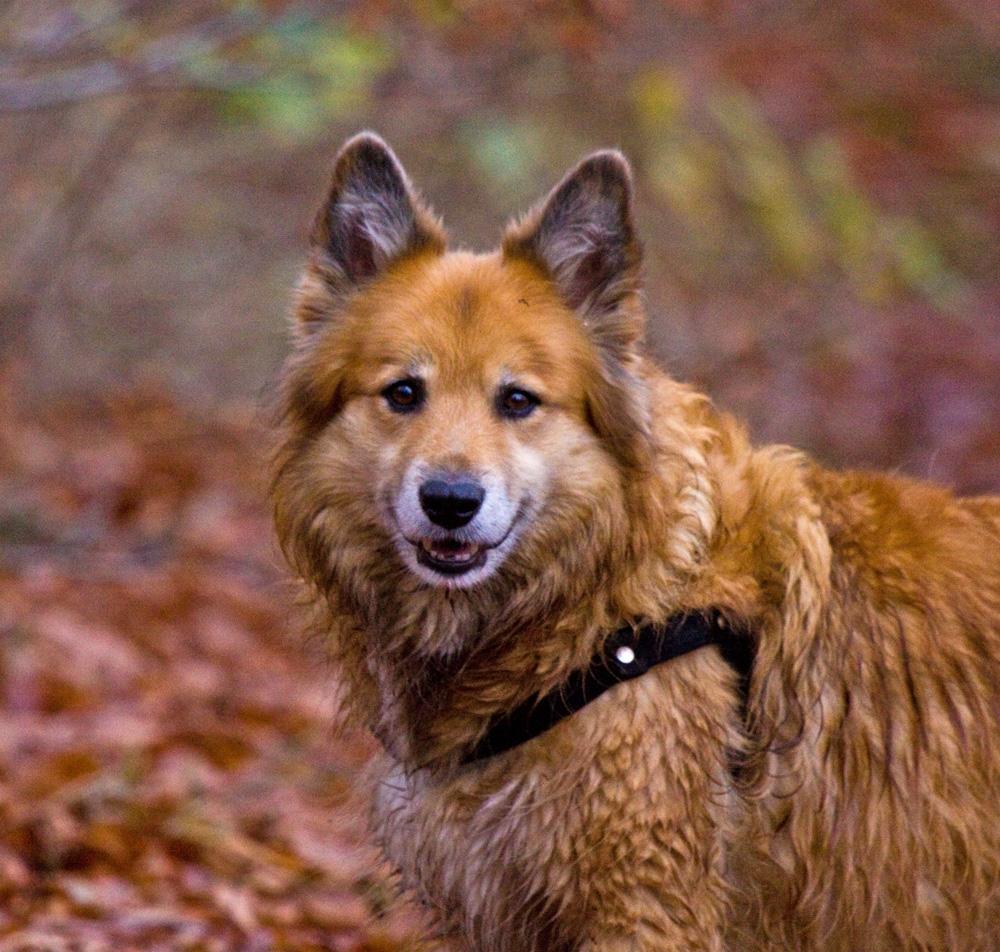 Islandsk fårehund Lucky billede 12