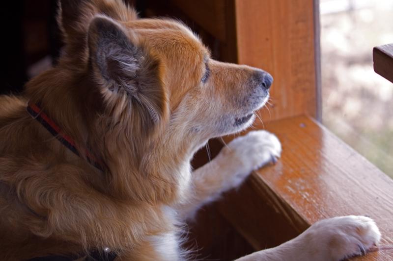 Islandsk fårehund Lucky - Grrr gå så væk billede 17