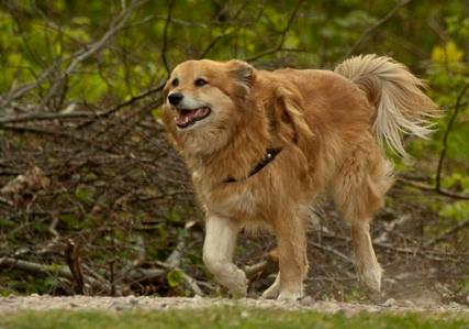 Islandsk fårehund Lucky - ja ja jeg kommer nu billede 19