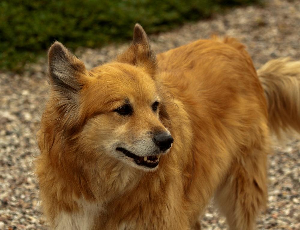 Islandsk fårehund Lucky billede 20