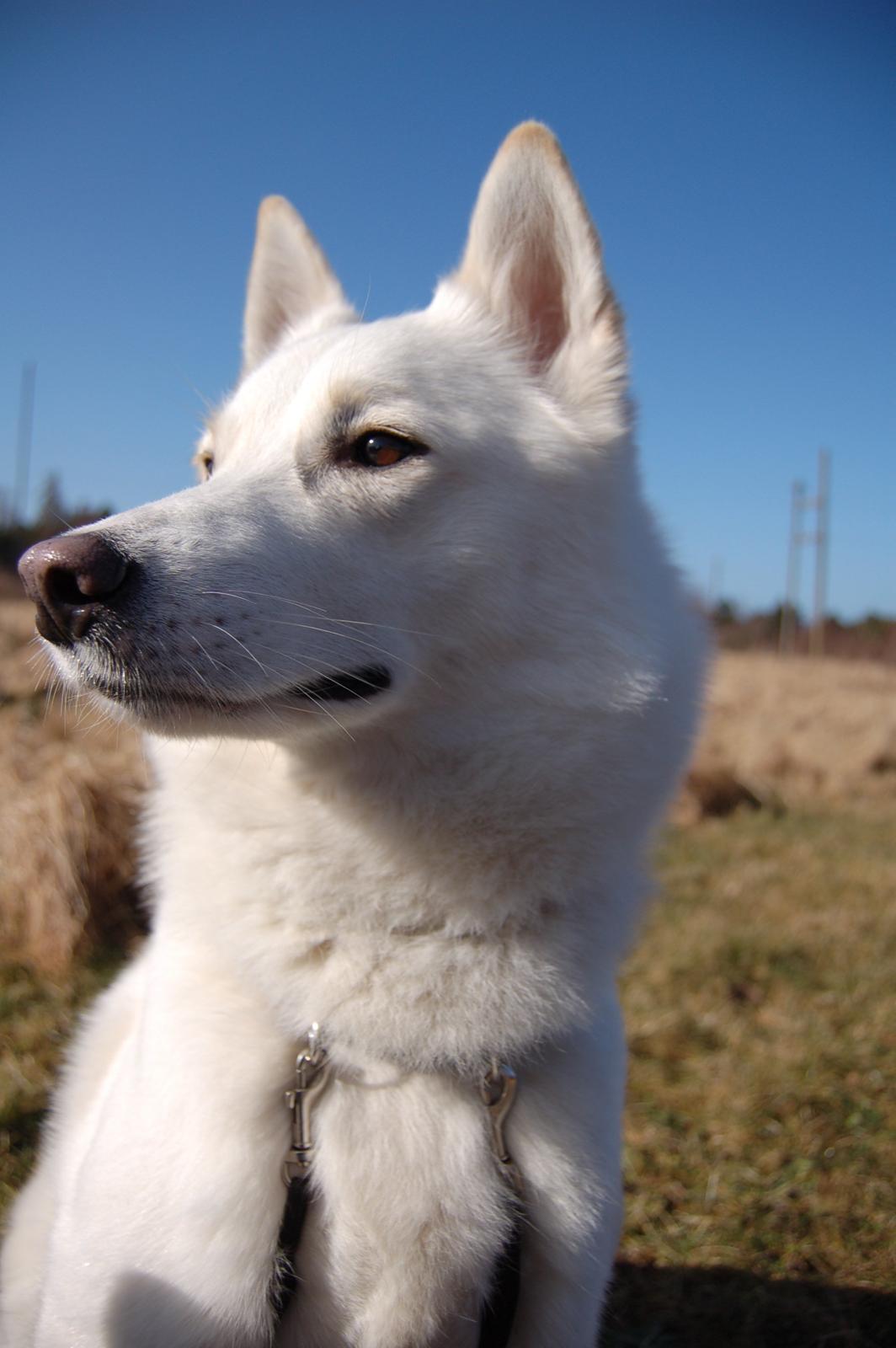 Blanding af racer Lajka billede 1