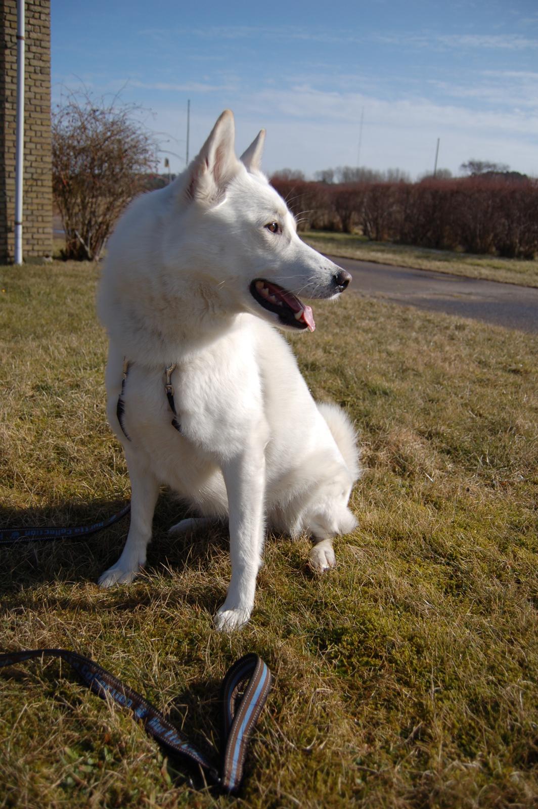 Blanding af racer Lajka billede 2