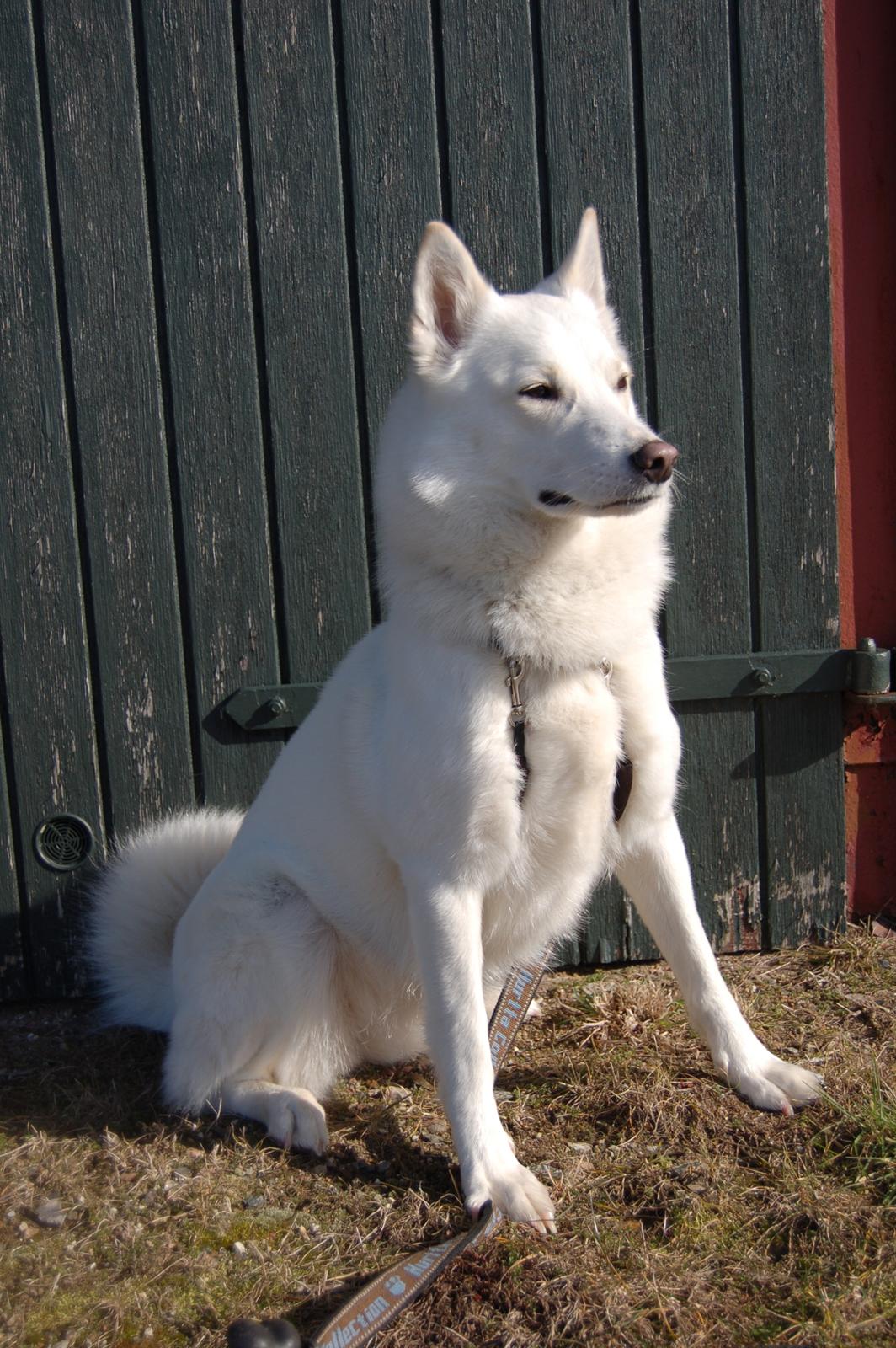 Blanding af racer Lajka billede 3