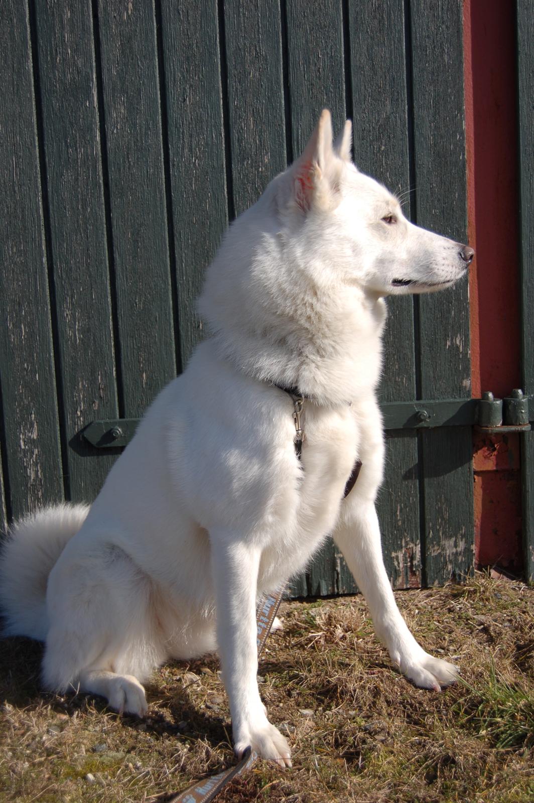 Blanding af racer Lajka billede 4