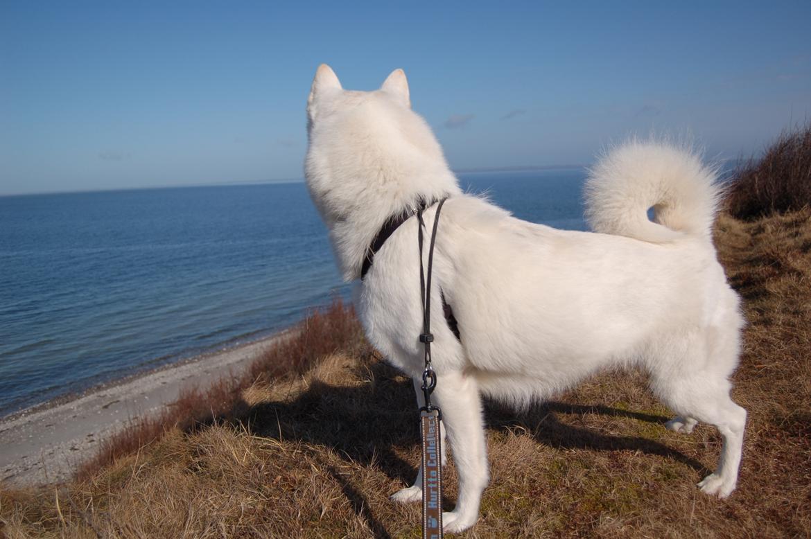 Blanding af racer Lajka billede 5