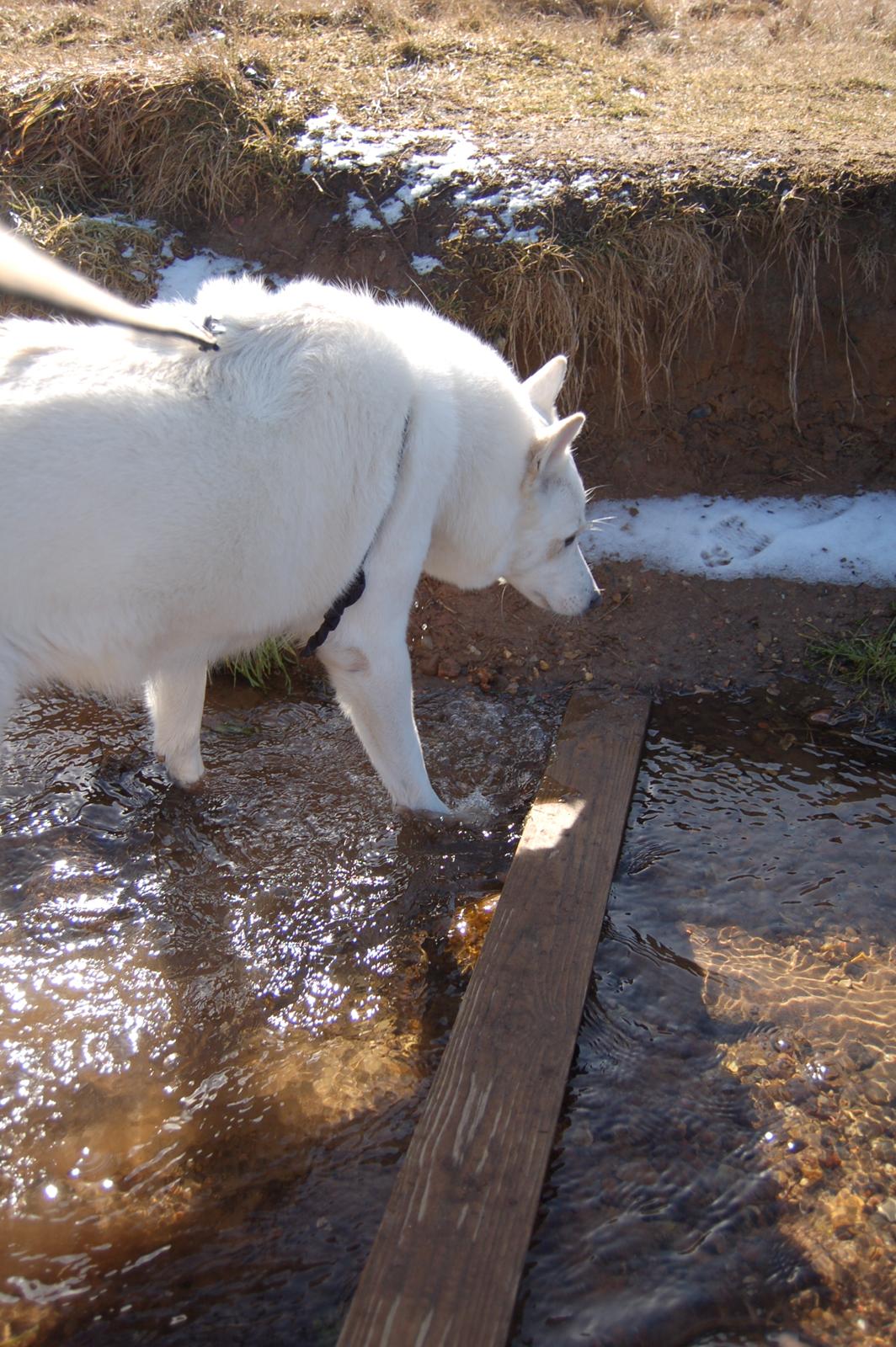 Blanding af racer Lajka billede 6