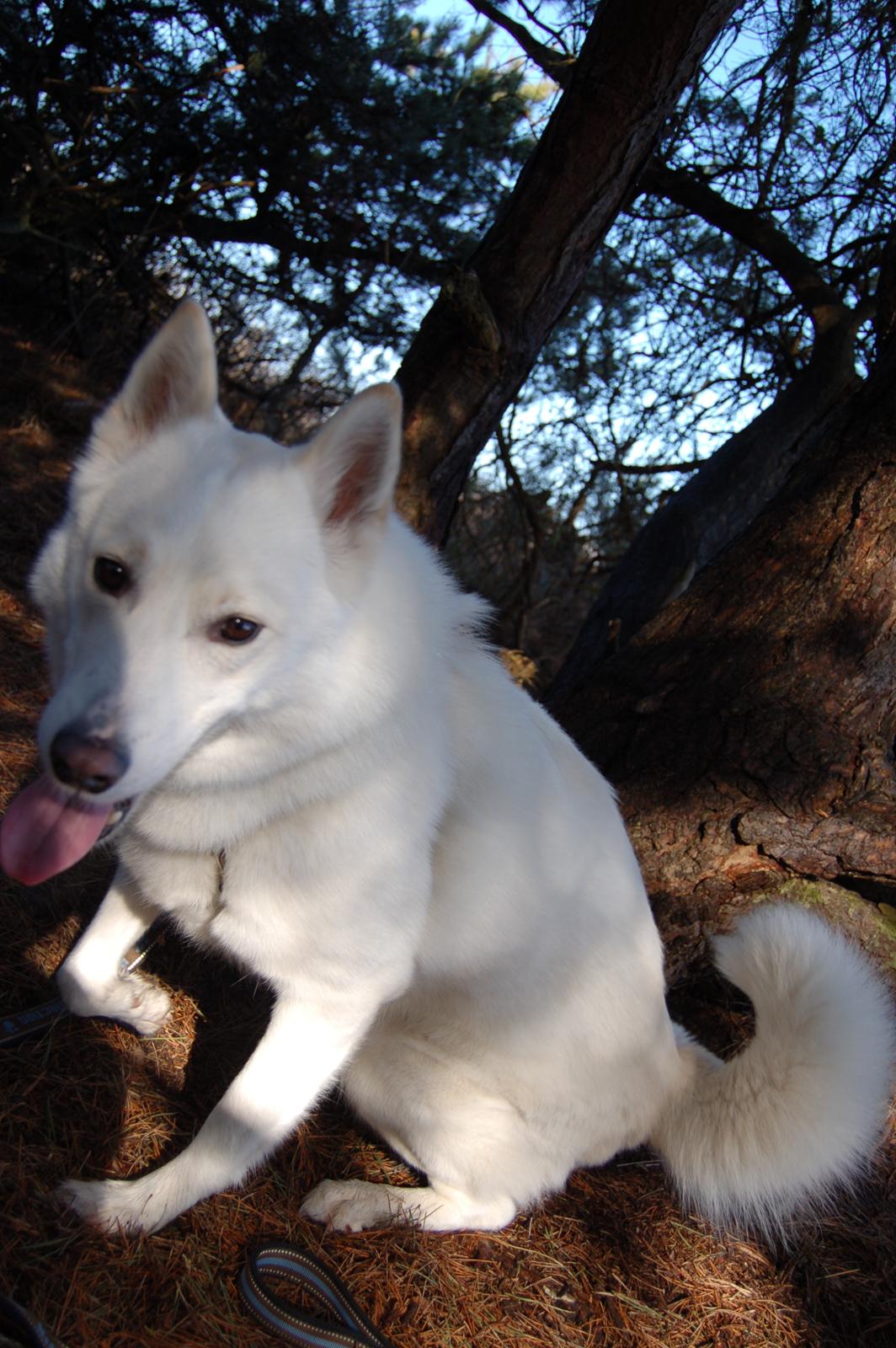 Blanding af racer Lajka billede 7