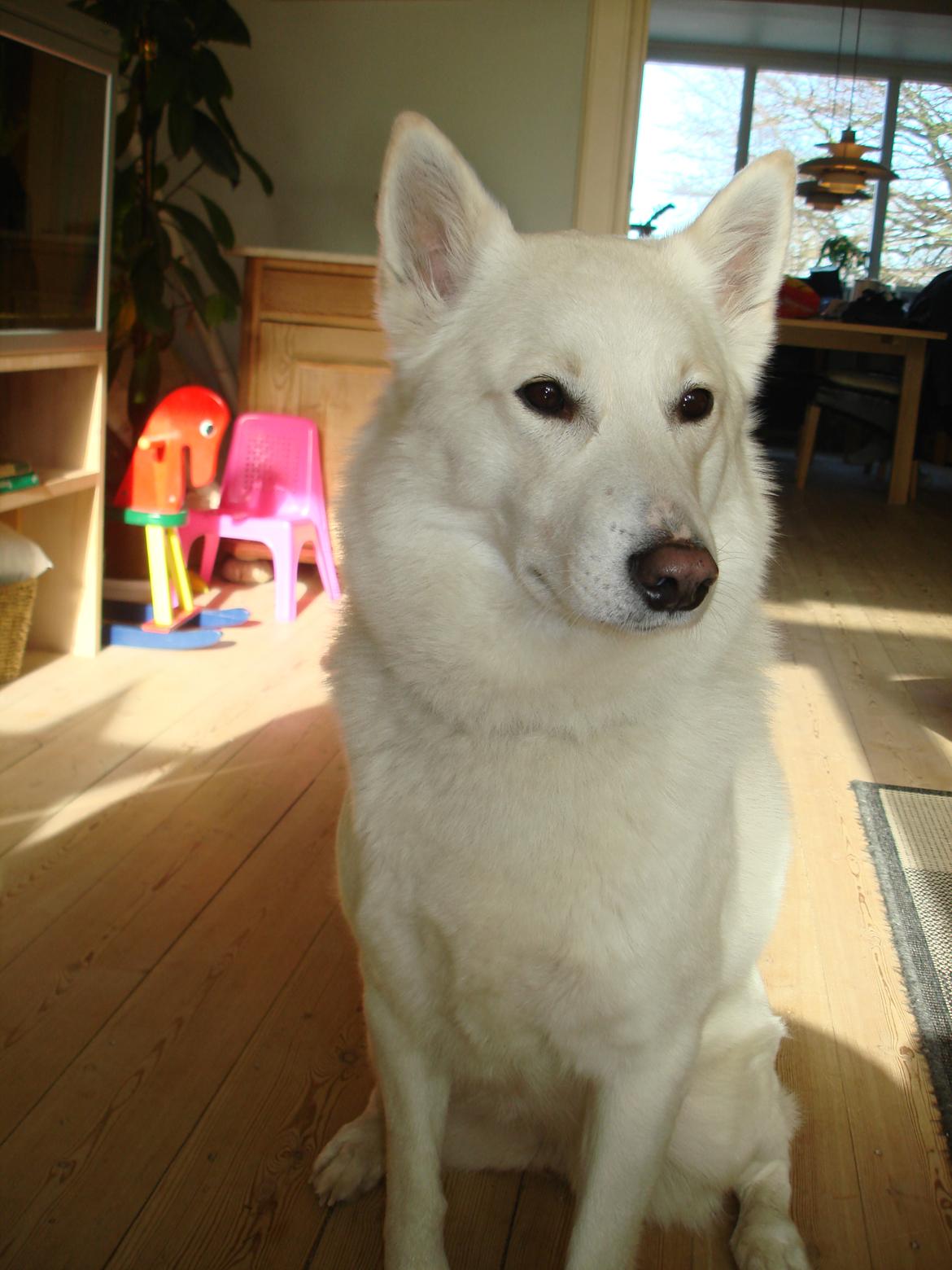 Blanding af racer Lajka billede 8