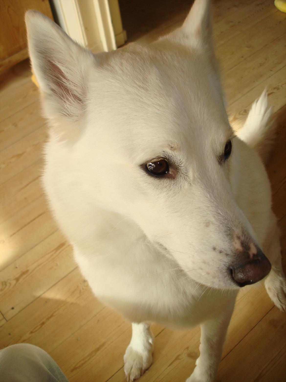 Blanding af racer Lajka billede 9