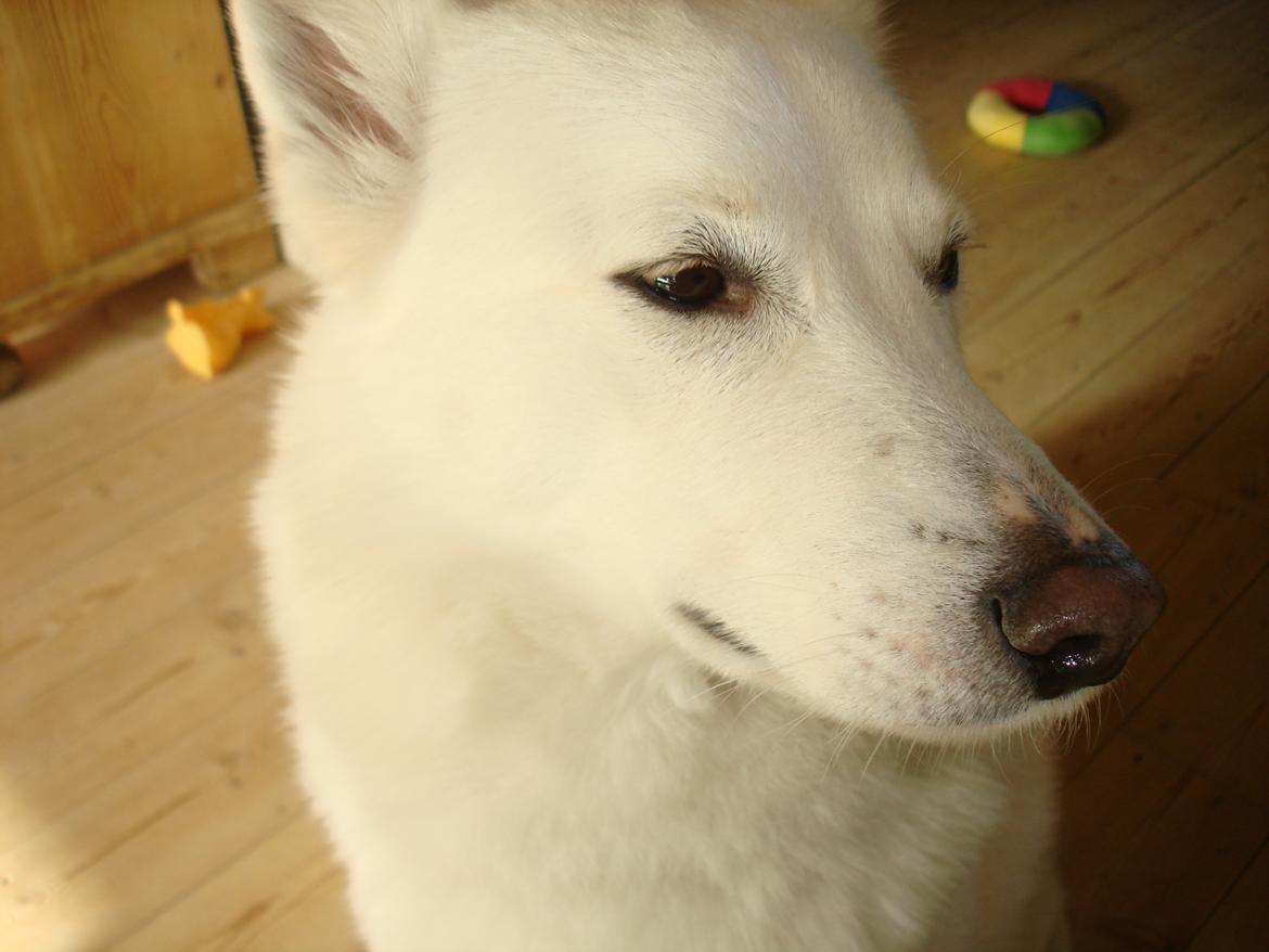 Blanding af racer Lajka billede 10