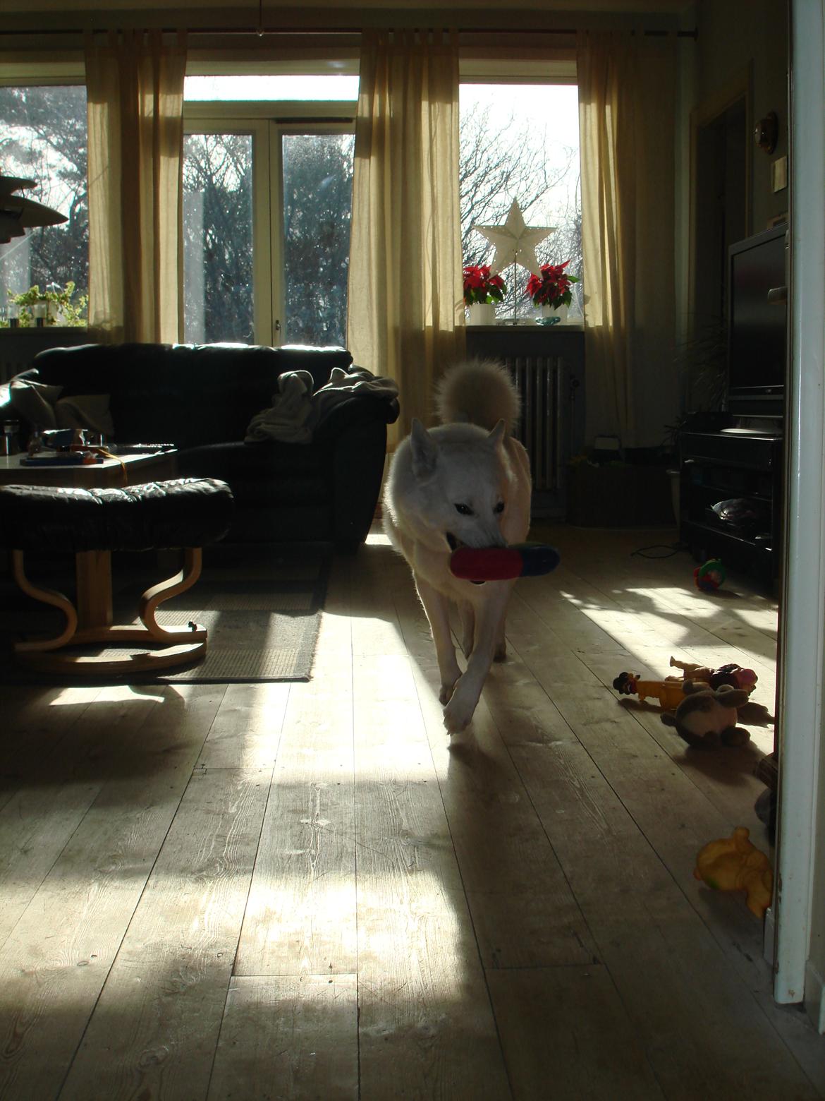 Blanding af racer Lajka billede 11